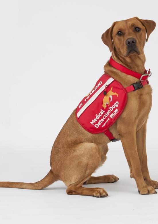 We are conducting a study which will help medical detection dogs to be trained to screen for Covid-19 in a non-invasive way. We are looking for NHS staff members and members of NHS staff households who are due to have a swab test for COVID-19.