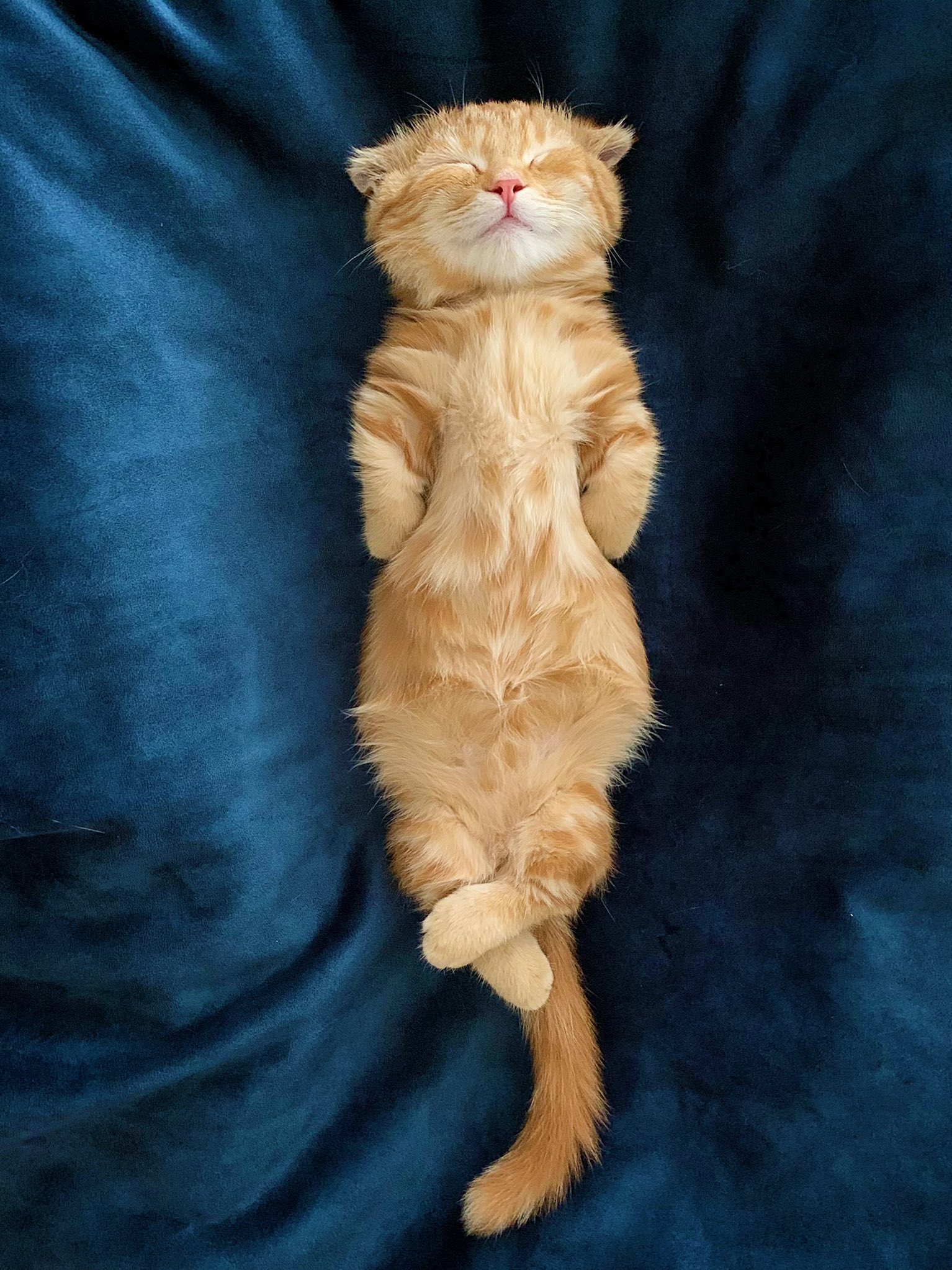 あじさい♡5センチパッチンピン♡仲良しねこ ねこぱっちん