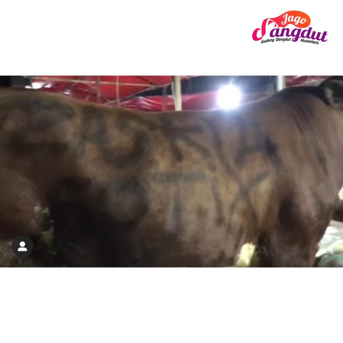 jagodangdutcom's tweet photo. Umat muslim di seluruh dunia tak lama lagi akan merayakan Idul Adha. Pedangdut cantik Zaskia Gotik tampak memilih sapi untuk hewan kurban kali ini.
https://t.co/x9STyM1DzG
__
#jagodangdut #dangdut #viral #trending #zaskiagotik #gotix #viral #trending #iduladha https://t.co/bnuA6szw4Q