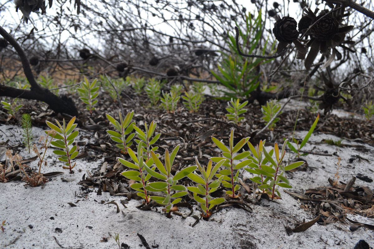 As in most fire-prone ecosystems, such as Fynbos, obligate reseeders may experience localised adult mortality, but rely on adequately recruiting post-fire to sustain populations. Photo: Leucadendron laureolum seedlings post-fire