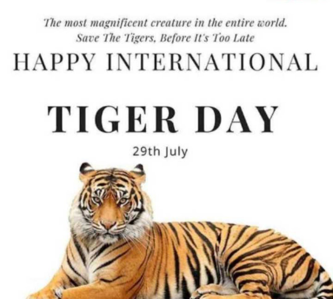 ManuRamDa's tweet photo. The Most Magnificent Creature On The Entire World. Save The Tigers. Before It's Too Late.
         HAPPY INTERNATIONAL
                     TIGER DAY
#TigerDay #SaveTigers #WorldTigerDay
#IndiasTigerSuccess #India #जयहिन्द 
@PrakashJavdekar https://t.co/slbMFhfLQa