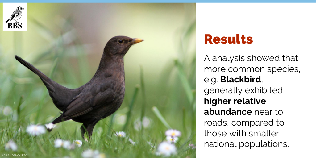 Further analysis showed that species with smaller national populations, such as Yellow Wagtails and Green Woodpeckers, generally exhibited lower relative abundance near to roads, while the opposite was true for more common species such as Woodpigeons and Blackbirds. @sophiacooke