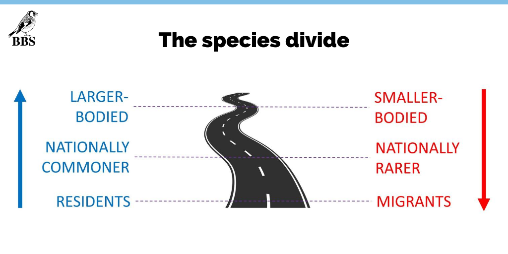 Smaller-bodied and migratory species, such as Chiffchaffs, were also found in lower relative abundance around roads. #ornithology  #monitoring  @sophiacooke  @ali__johnston  @NewsonStuart