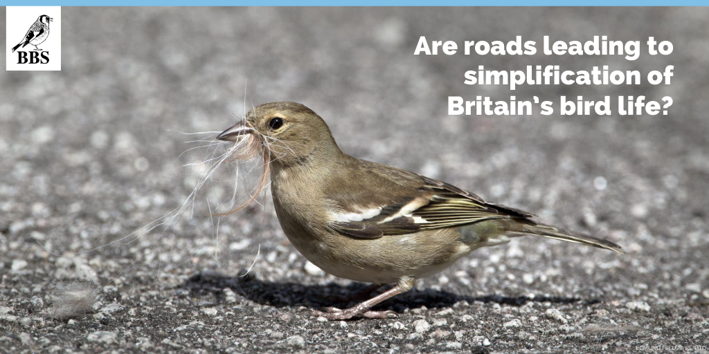 With some species appearing to tolerate the disturbance of roads better than others, it is possible that roads, like urban areas, may be leading to simplification of Britain’s bird life, as already rare species are further replaced by more common ones?  #ornithology  @sophiacooke