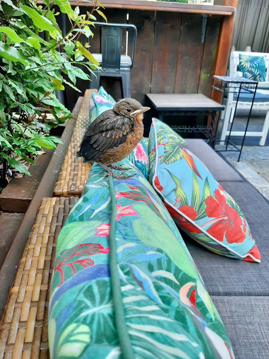 Purchases Chichester tweet media