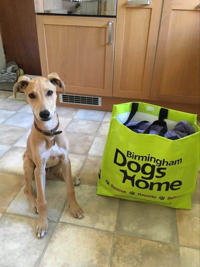 BhamDogsHome's tweet photo. Our beautiful abandoned puppy is now off on his holidays with his new loving family. Now named Peanut and has his bagged packed for a fun staycation in England!! Are you taking a trip with your dogs? #bdh #birminghamdogshome #rescuedogs #holidaywithdogs #Staycation2020 https://t.co/9y8jpfY3N8