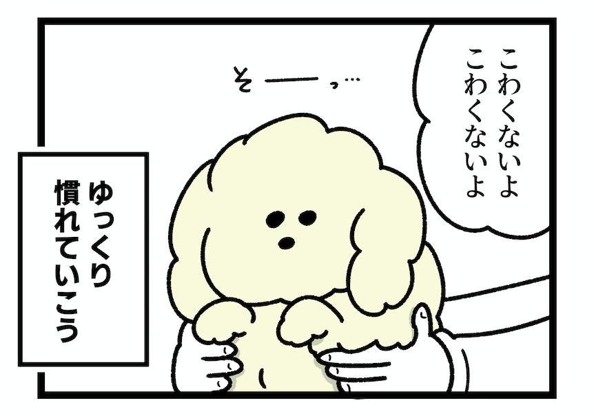 うちにチワプーがやってきた話を描いてます(明日のお昼にアップしたい)! 