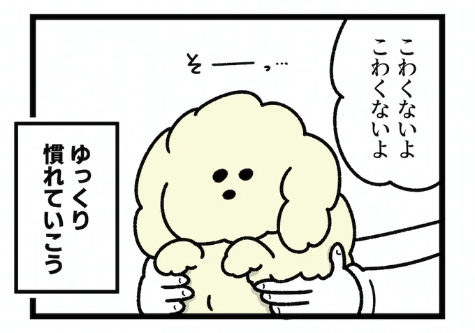 うちにチワプーがやってきた話を描いてます(明日のお昼にアップしたい)! 