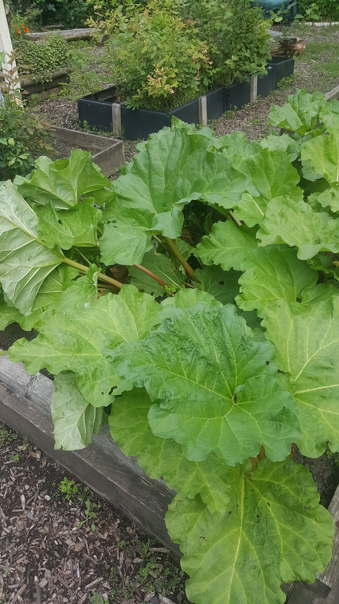 Wild rhubarb. I could live here! 