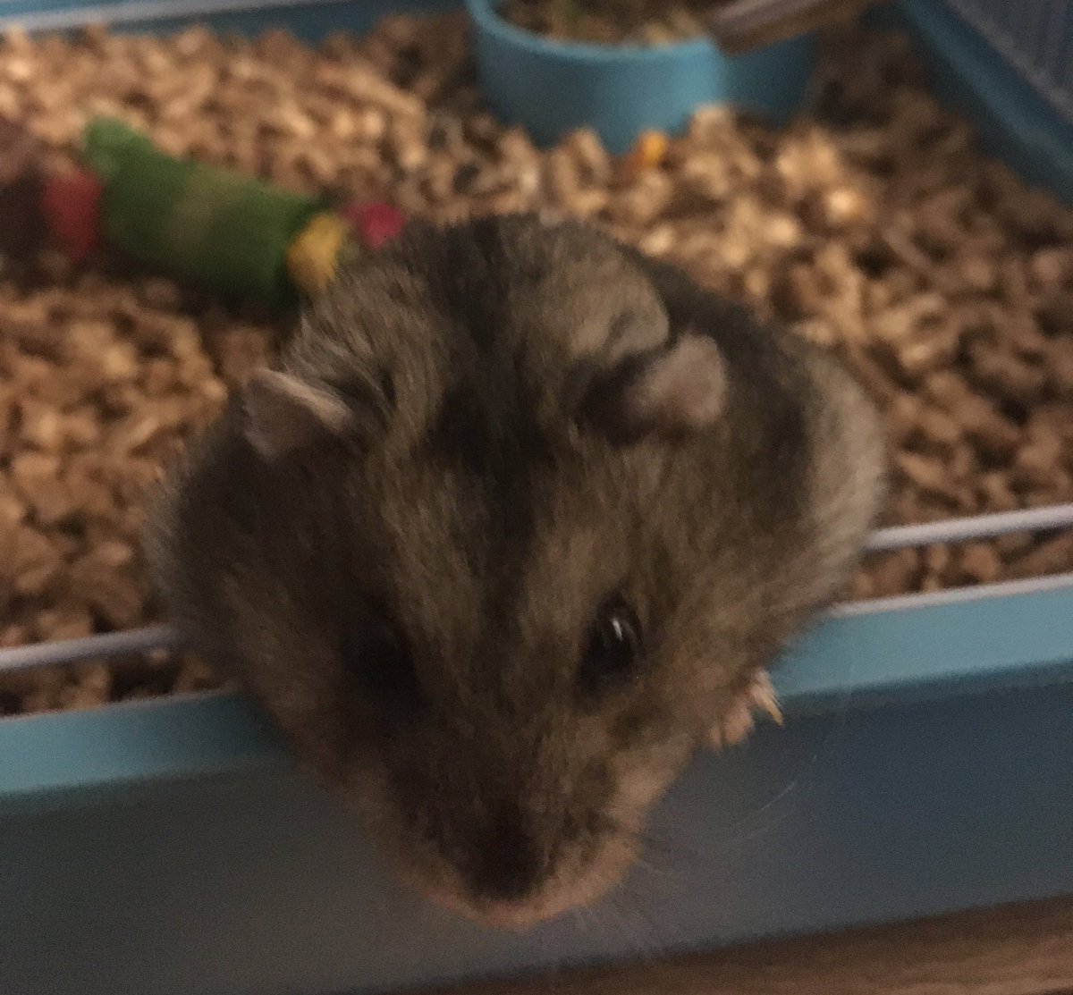 VivaErManga's tweet photo. Hoy os presento a Bulma, que creo que no había aparecido todavía por aquí.
Un hámster ruso hembra que llegó a casa el 7 de noviembre del año pasado y aquí está dándonos mucho cariño y compañía día tras día. Por supuesto: le encanta ‘Dragon Ball’ 😍 Mi amor peludo
#Bulma #Bulmita https://t.co/TfApFv79Ka