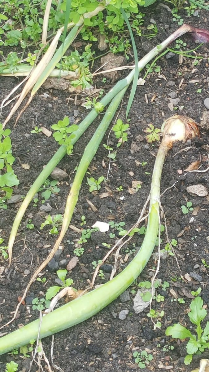 Fresh onions......coming home with me!