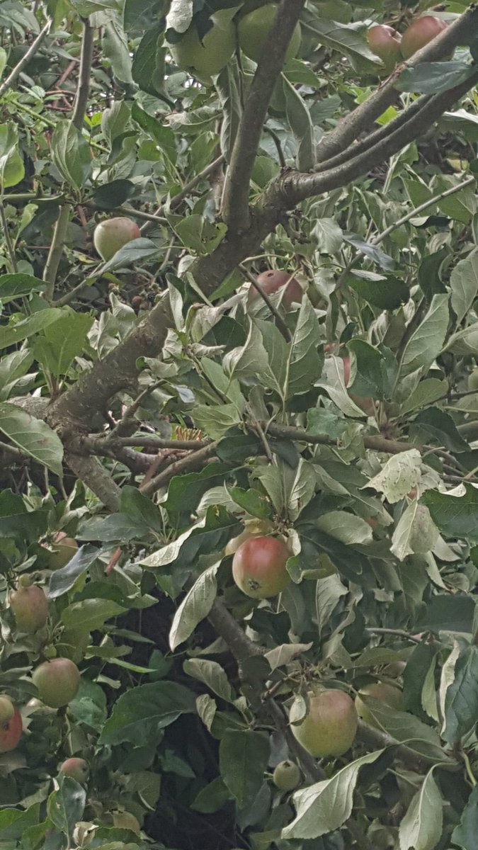 Apples almost ready.