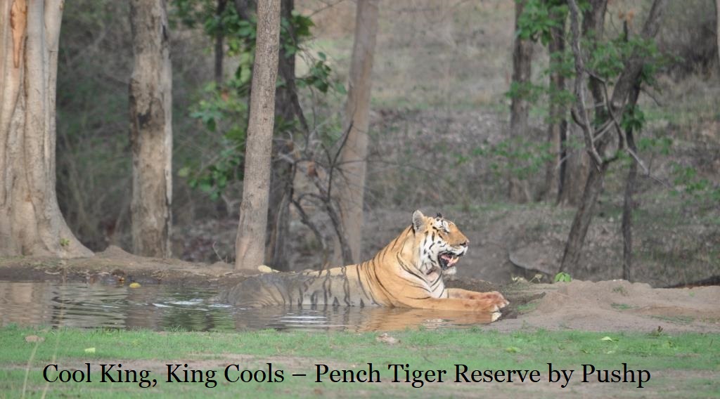 pushp2016's tweet photo. LONG LIVE THE KING - OFFICIALLY ATMANIRBHAR https://t.co/bCT09idC0d