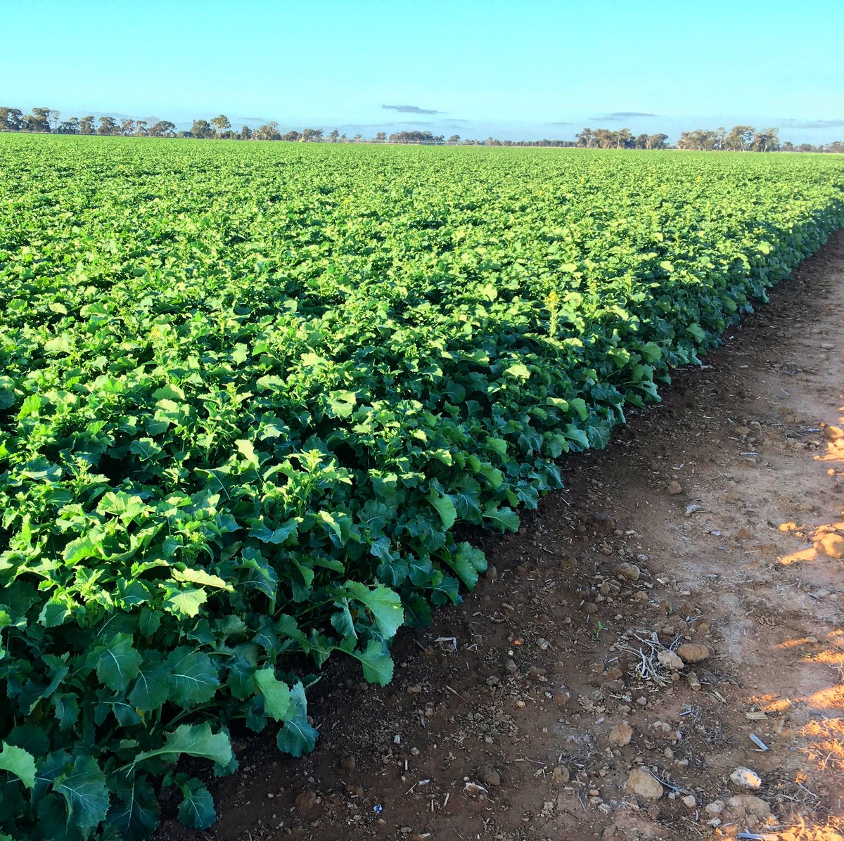 I K Caldwell AGnVET tweet media