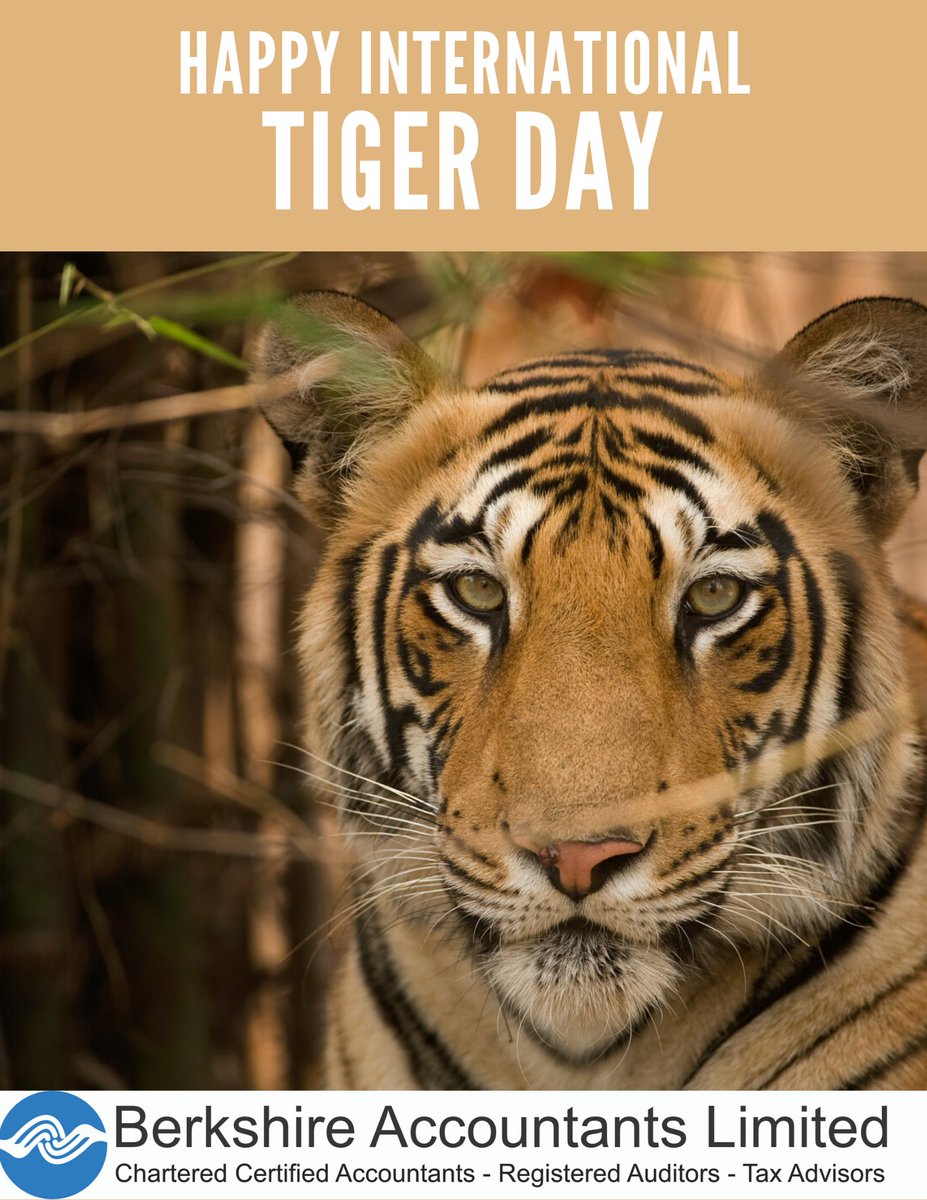 Tiger has always inspired us to be strong. Let's save them to save our planet. Have a very happy #InternationalTigerDay!
#globaltigerday #tigerday #worldtigerday #notwithoutnature #forest #forestrights #tigers #wildlife #nature #tigerconservation #savetiger #savetigers #tighereye