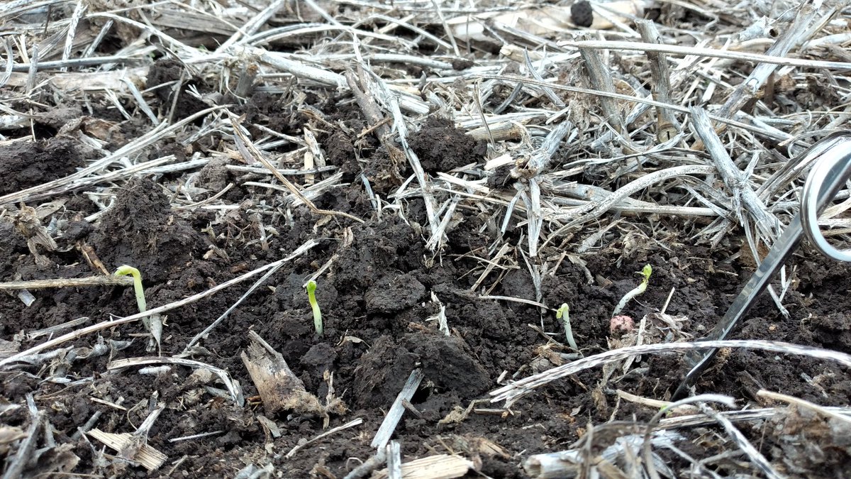 DamianCtt's tweet photo. #arveja #agro arveja 20-21 emergiendo Con registros térmicos muy bajos. Min 0° max 12°c. Háblame de frio @Damiantwr https://t.co/8Grl8l7LXe