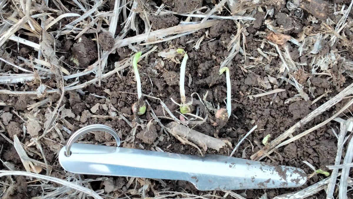 DamianCtt's tweet photo. #arveja #agro arveja 20-21 emergiendo Con registros térmicos muy bajos. Min 0° max 12°c. Háblame de frio @Damiantwr https://t.co/8Grl8l7LXe