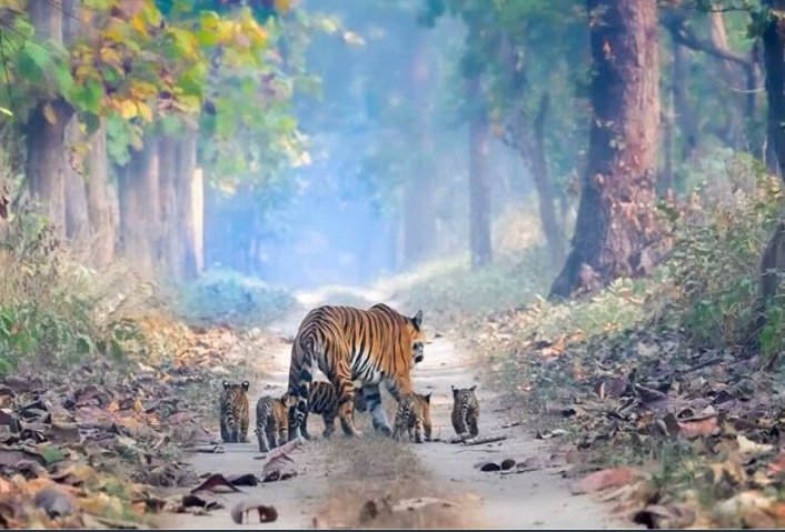 JfgaJharkhand's tweet photo. If tiger's population is in it's healthy state, then surely forest will be. 
Let's allow #TigerRoar https://t.co/v9GXXXspLt