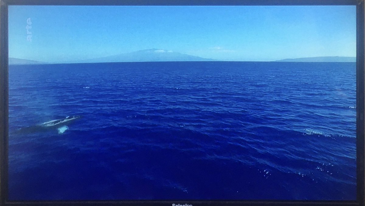 LeMagnetoscope's tweet photo. Le #reportage d’@ARTEfr 
il est très frais . #SoFresh 
🐋 #été #ocean #pacifique https://t.co/43XCUOFpBA