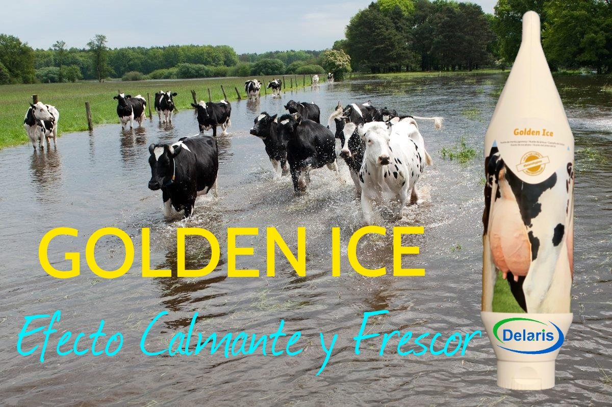delarisytu's tweet photo. 🔝GOLDEN ICE🔝

👉Loción para el cuidado de la piel.

Fantástica acogida de la nueva fórmula entre nuestros clientes.
                       📣 Pruébala❗

#delarisfarm https://t.co/DPfw5UBok0