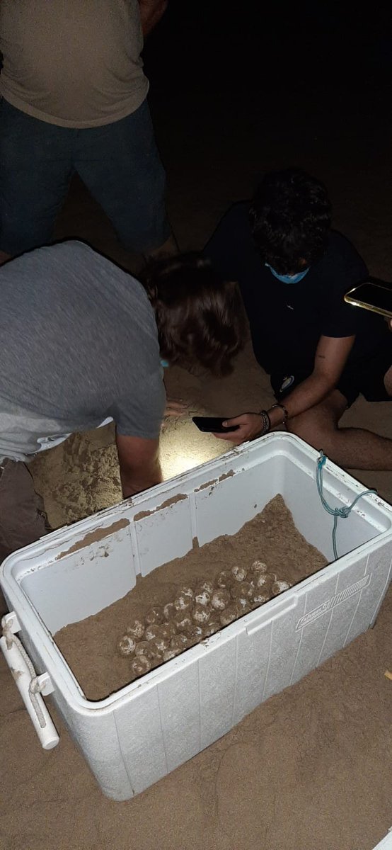 apuntnoticies's tweet photo. Aquesta nit, una tortuga marina ha eixit a pondre ous a la platja de Cullera. Agents mediambientals de diverses institucions n'han agafat uns quants, que aniran a l'Oceanogràfic, han marcat l'animal i li han posat un transmissor satel·litari per tindre'l controlat. https://t.co/z2H7eDK0JV