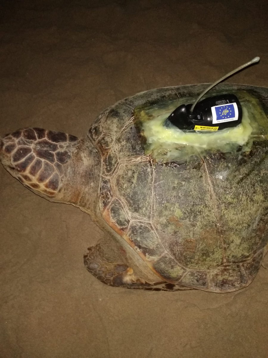 apuntnoticies's tweet photo. Aquesta nit, una tortuga marina ha eixit a pondre ous a la platja de Cullera. Agents mediambientals de diverses institucions n'han agafat uns quants, que aniran a l'Oceanogràfic, han marcat l'animal i li han posat un transmissor satel·litari per tindre'l controlat. https://t.co/z2H7eDK0JV