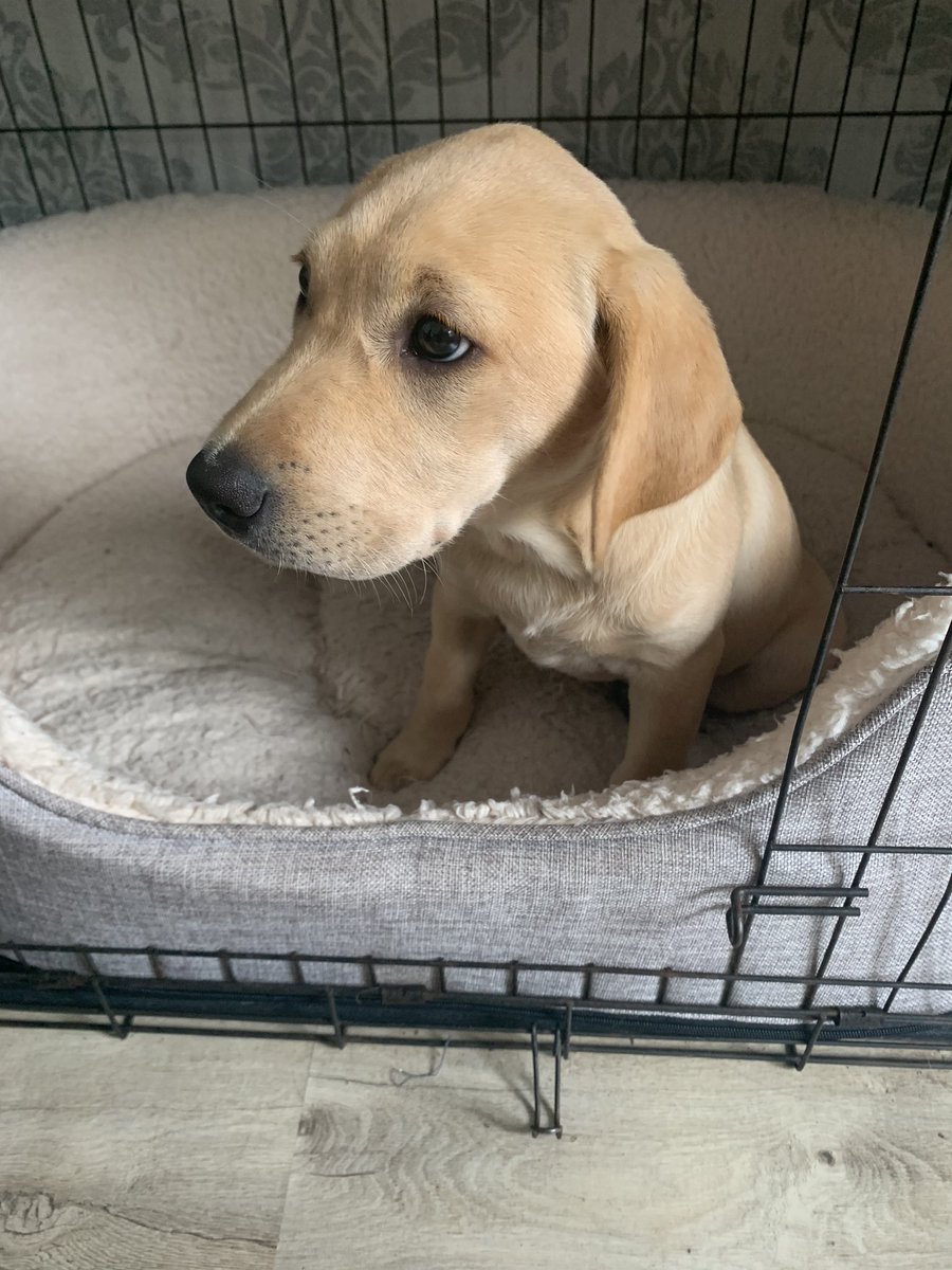 PUNC_grace's tweet photo. So the dog literally ate my uni work. That’s a reasonable excuse right 🤣 #punc #puppy https://t.co/qIaLTP0fpq