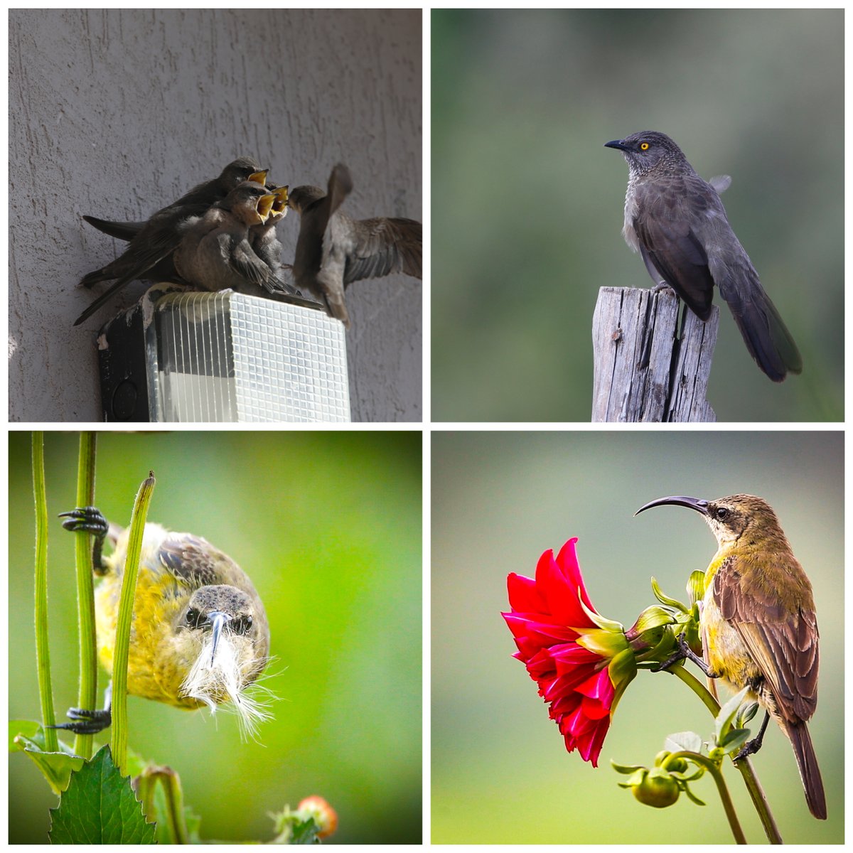 PaulONsafari's tweet photo. My backyard garden birding. There is always something around you, if you look for it! #gardenbirding #birdingphotography #canoneafrica #beatingthepandemic https://t.co/Lj44cMxmeK