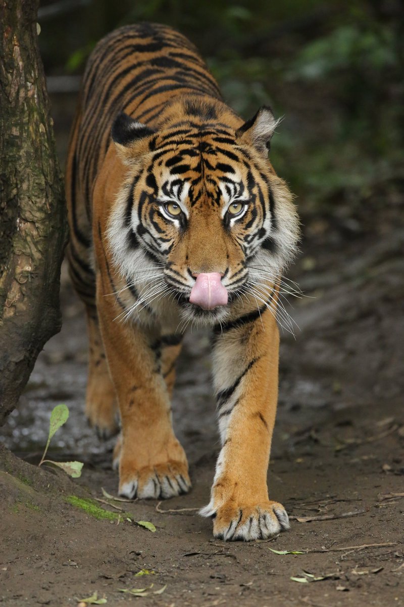 ちいくま写真館 本日は世界トラの日だそうです 勇ましいトラが絶滅危惧種なんだよなぁ とおもって動物園で見ている人は少ないだろうな 自分が出来る限りのことをして少しでも保護に貢献できたらなとおもいます お疲れさまでした 絶滅から動物を守る