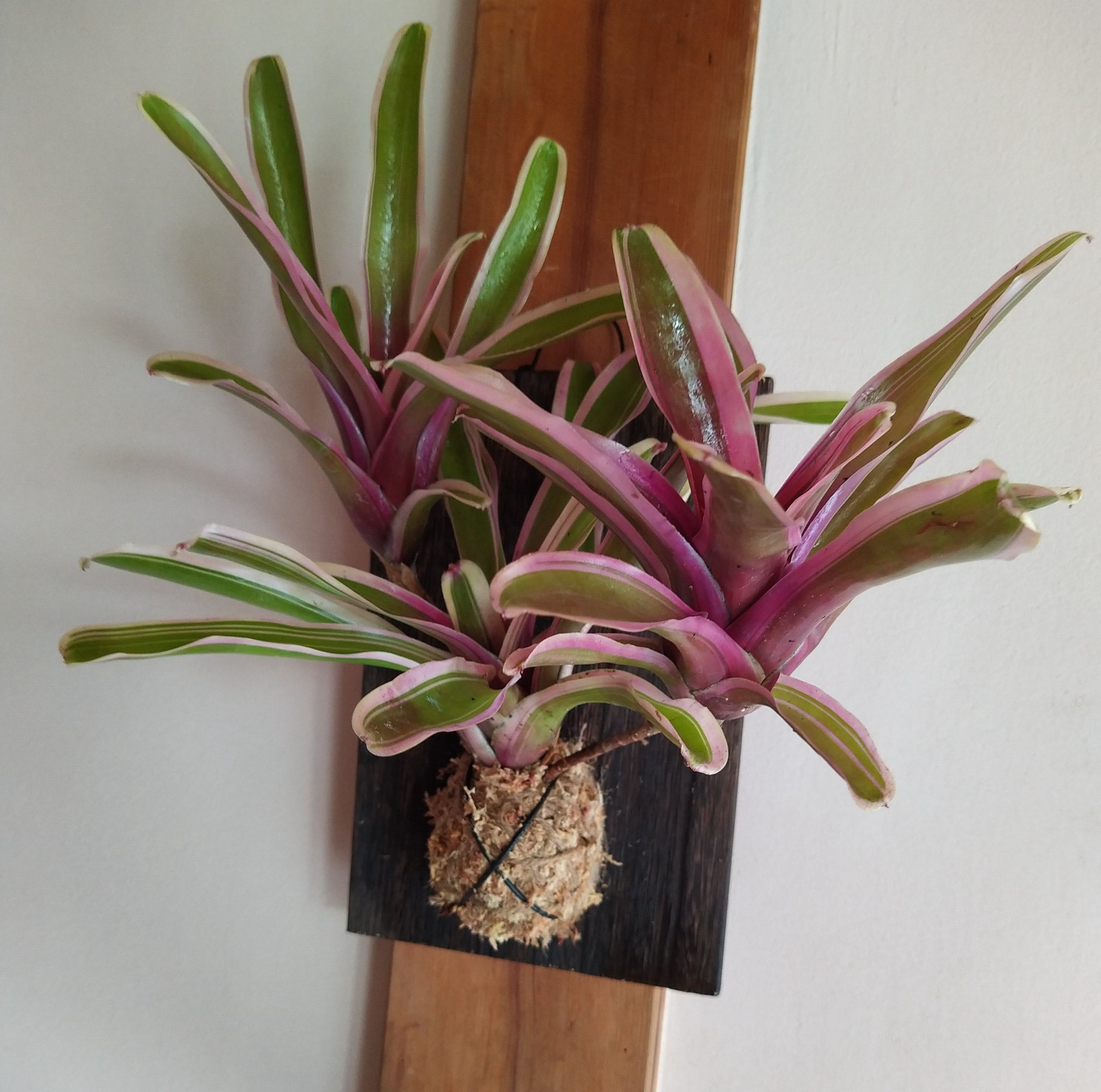 のりちゃん ネオレゲリア ファイヤーボール 南側和室 風水 火 ネオレゲリア 観葉植物