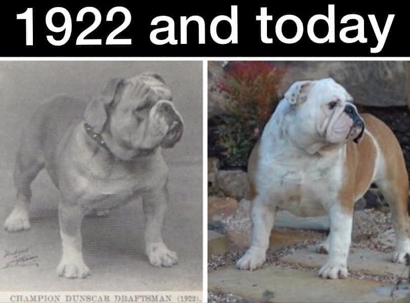 BRACHY BREEDS TEAM On Twitter Preserving A Breed Standard Dog 