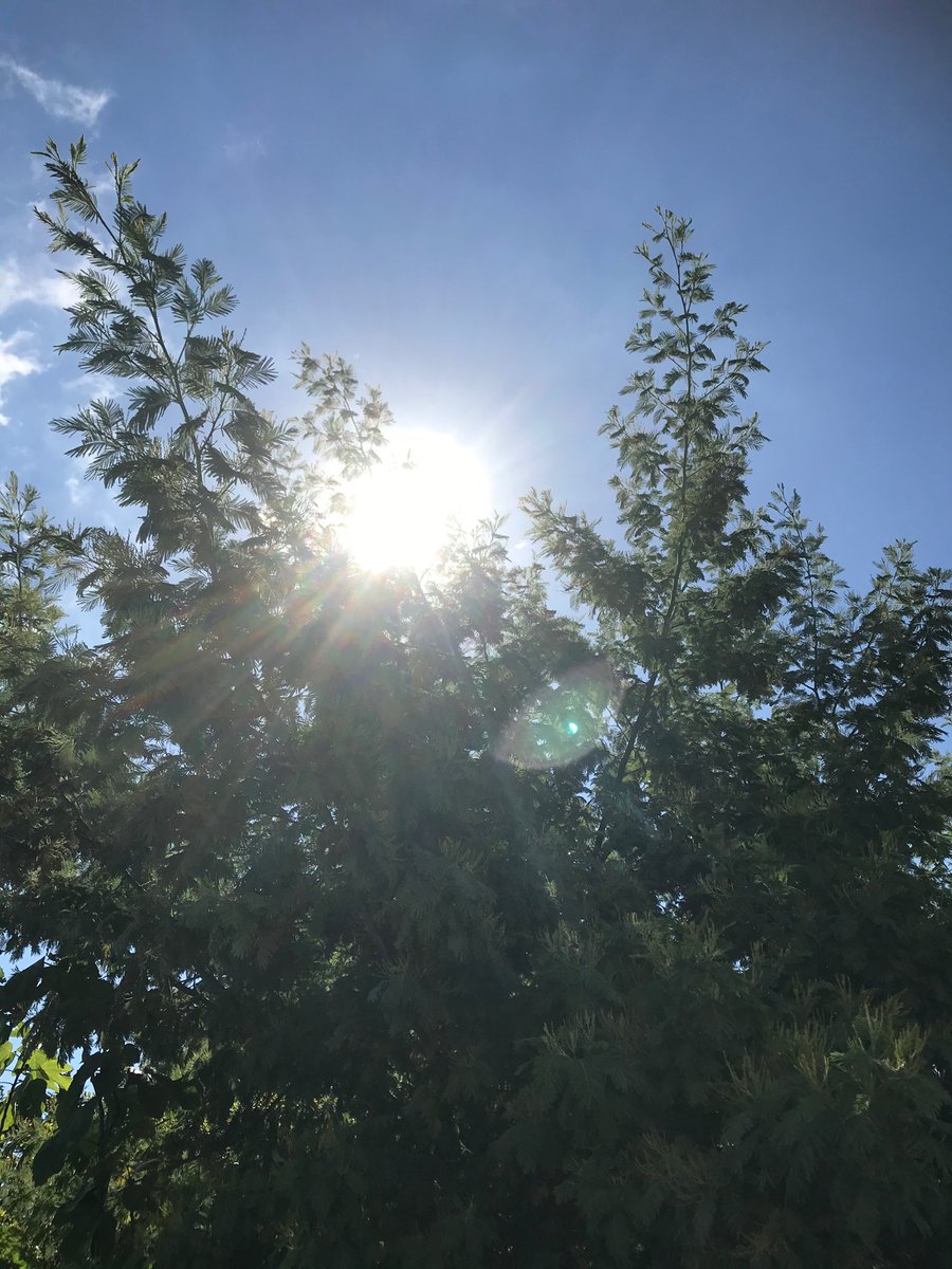 lethiecv's tweet photo. #J151 Après une journée plutôt cool et une bonne nuit de sommeil, se réveiller avec un mal de crâne 😨, franchement c’est pénible... 🙄 Surtout quand il fait beau. 🌞🌳
#apresJ20 #apresJ120 #LongCovid https://t.co/tjxJsDJdPr