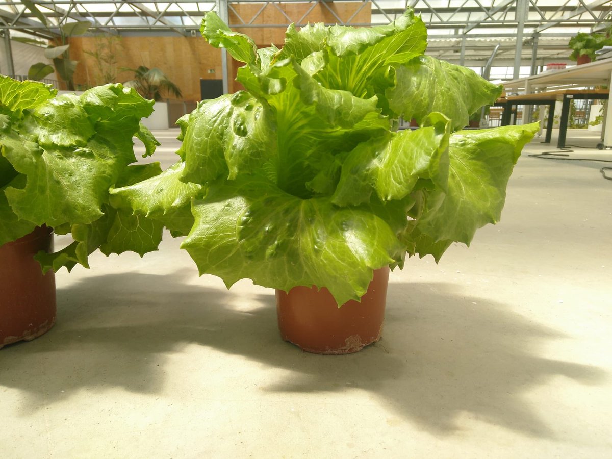 Dilluns vam fer la collita amb <a href="/espigoladors/">Espigoladors</a> de la sessió que vam fer de Bojos per la Terra @PedreraCiencia a l'<a href="/ICTA_UAB/">ICTA-UAB</a> amb els estudiants de batxillerat. Cultivem ciutats sostenibles! <a href="/GROOF_project/">GROOF project</a> <a href="/EUFoodE/">FoodE</a> #0waste #Sustainability #SDGs