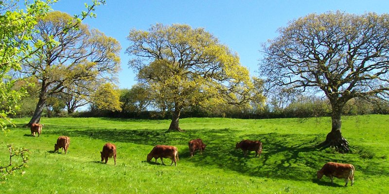 Agri-Tech Cornwall (@agritecchie) on Twitter photo A Regenerative agriculture – the what & the how: hear from Jeremy Clitherow & Ashley Taylor of the Duchy of Cornwall Estate, <a href="/PaulCottington/">Paul Cottington</a> @NFUsouthwest, <a href="/pasturegeek/">Tim Williams</a> a regenerative livestock farmer, & <a href="/WestcountryRT/">Westcountry Rivers Trust</a> and <a href="/LeeFarming/">James Lee</a>
Today at 2:00pm - attendee.gotowebinar.com/register/14987… A Regenerative agriculture – the what & the how: hear from Jeremy Clitherow & Ashley Taylor of the Duchy of Cornwall Estate, <a href="/PaulCottington/">Paul Cottington</a> @NFUsouthwest, <a href="/pasturegeek/">Tim Williams</a> a regenerative livestock farmer, & <a href="/WestcountryRT/">Westcountry Rivers Trust</a> and <a href="/LeeFarming/">James Lee</a>
Today at 2:00pm - attendee.gotowebinar.com/register/14987…