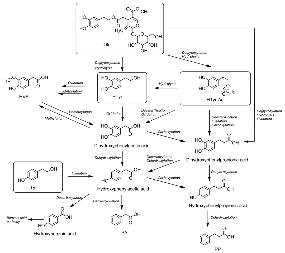 Molecules_MDPI's tweet photo. #HighlyCitedPaper #HighlyAccessedPaper
#Hydroxytyrosol, #Tyrosol and Derivatives and Their Potential Effects on Human Health
By Monika Barbarić, Cvijeta Jakobušić Brala, et al.
👉https://t.co/FeA1V6DwRC
#oleuropein
#biologicalactivities
#metabolism
#bioavailability https://t.co/s9vIAHl9J0