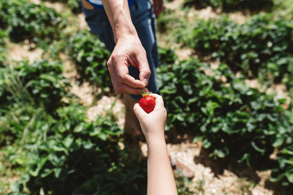MarionYouPhoto's tweet photo. Sharing a moment, your presence. Sharing a kiss, a hug, a joke or just a strawberry. 
That's all our children need from us, to share something with them, to be present and to care.  
The simple gestures are often the most beautiful ones, the ones our children will remember. https://t.co/5Fi2GFURtu