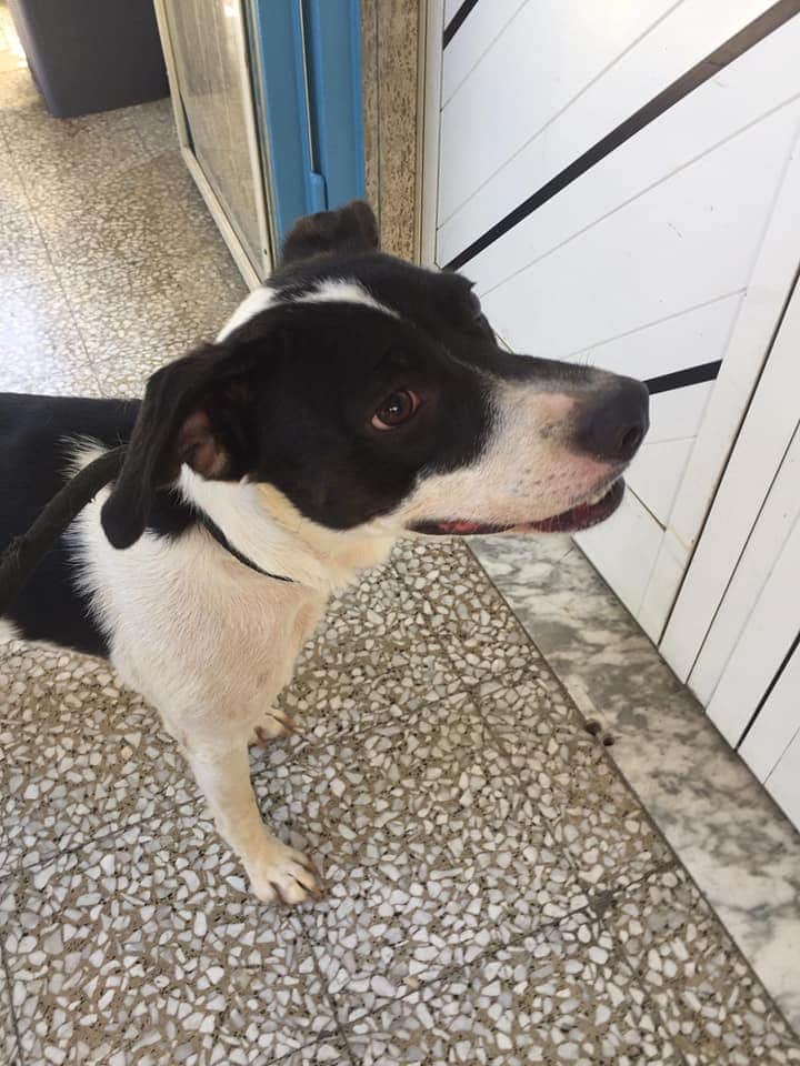 massimo4951's tweet photo. Gwyneth e' una cagnolina di un anno e mezzo carinissima e dolcissima.
Cerca casa.
Si trova a bari info adozione 3283644681

Socievole con tutti anche con gatti giovane e vivace. Una tg medio contenuta di 15kg adatta a tutti. https://t.co/spwWY1jwlv