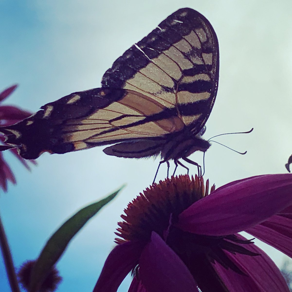 MountainPocono's tweet photo. Such innocent beauty.   I’m in love with photographing butterflies.   

https://t.co/TXknnCfgMW

#poconomtnvacations #poconos #airbnb #airbnblife #barrett_pa_airbnb #vrbo #airbnbsuperhost #poconosweekend #poconomtns #poconomountains #nepa #nature #pennsylvania #vacation https://t.co/z3ZN0AeSiZ