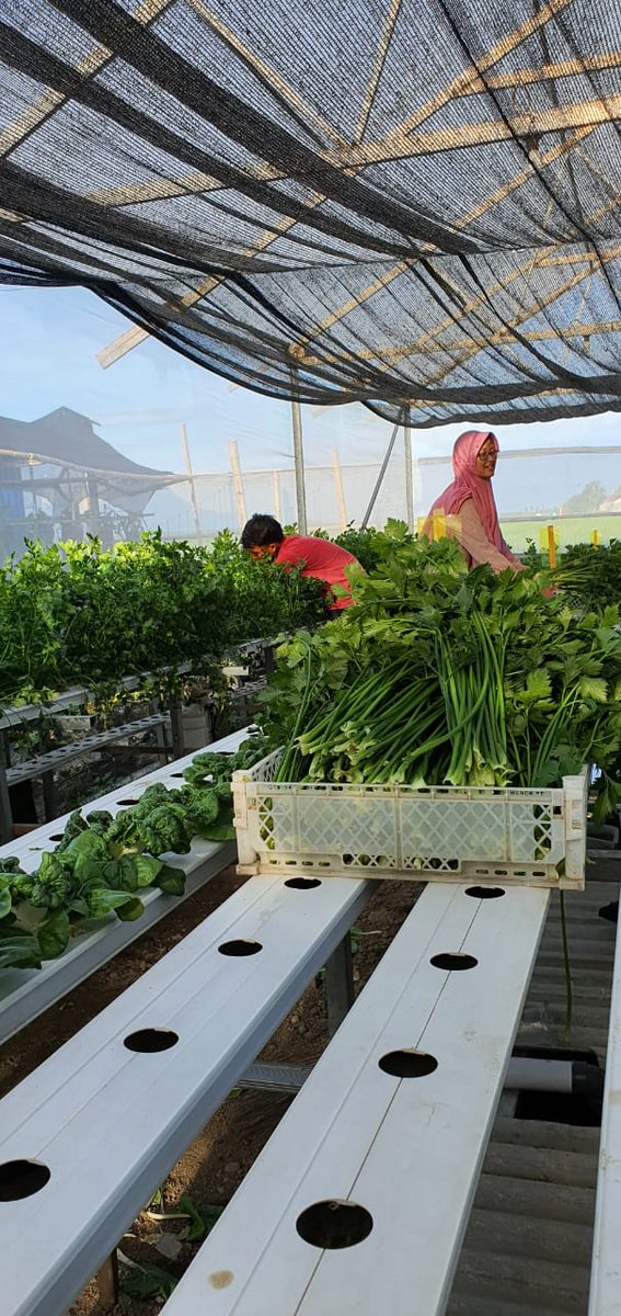 bwangiberkebun's tweet photo. Sore hari di Kebun Watukebo Cahaya Hydrofarm
Panen seledri 🌿
#ayoberkebun 
#berkebundirumahaja 

@AzwarAnas_A3
@IDberkebun
@bayuhadiyanto2 
@rnc_py https://t.co/fUFpUATZUb