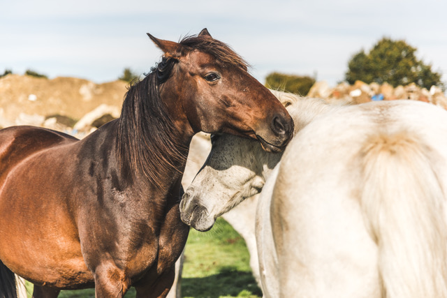 'My daughter has just completed a course at Viewpoint Centre . I was lucky enough to be able to attend the whole week with her and couldn’t recommend attending as a parent enough. I learnt so much and have been able to implement the things I have learnt at home!' @TheHorseCourse