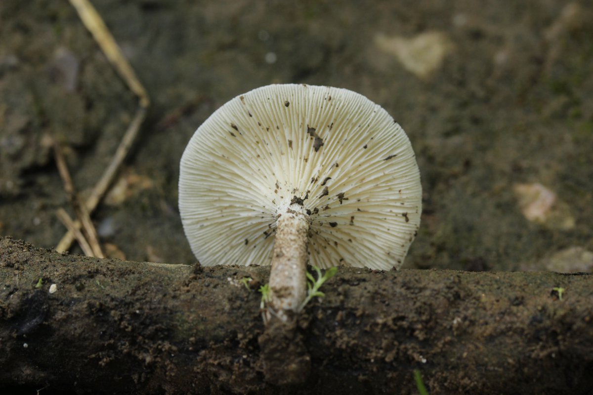 RPilze's tweet photo. Lentinus tigrinus
#Lentinustigrinus #Lentinus #GetigerterSägeblättling #Lentintigré #GetigerterKnäueling #mushroom #mushrooms #fungus #fungi #pilz #pilze #champignons #champignon #nature #natur https://t.co/Ih0hUPLh9J
