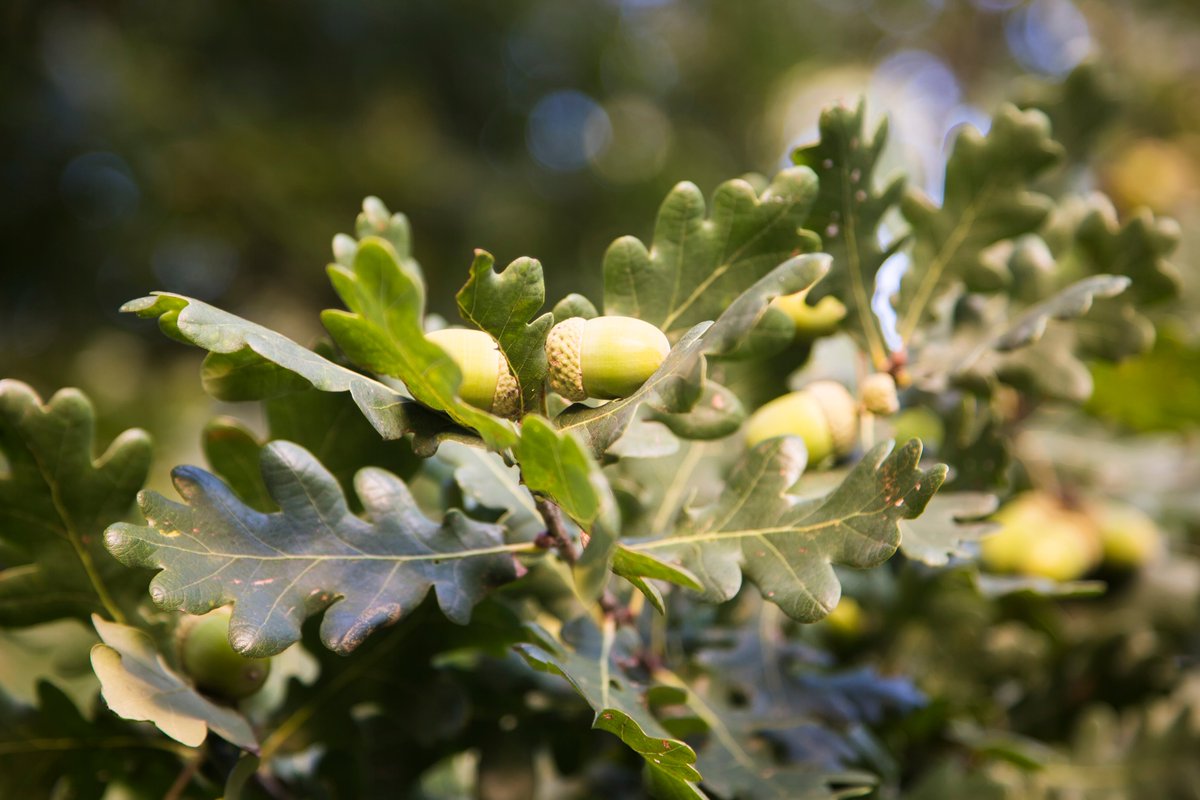 Natural England tweet media