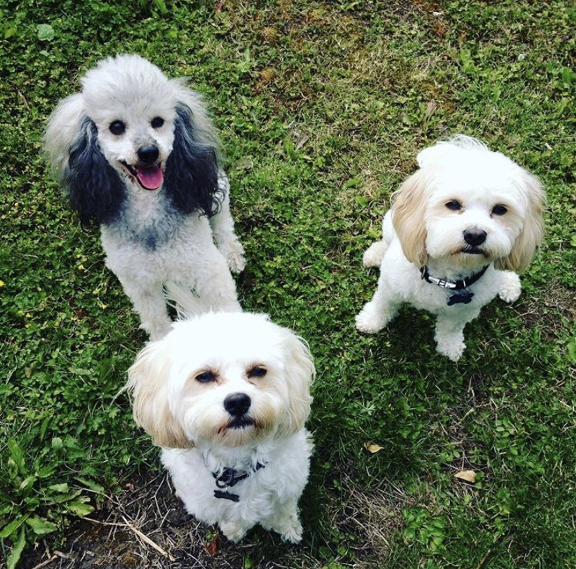 poshpupskew's tweet photo. Can you tell it’s treat time @poshpupskew? #kew #richmond #doggrooming #dogwalking https://t.co/OdW31vNlQD