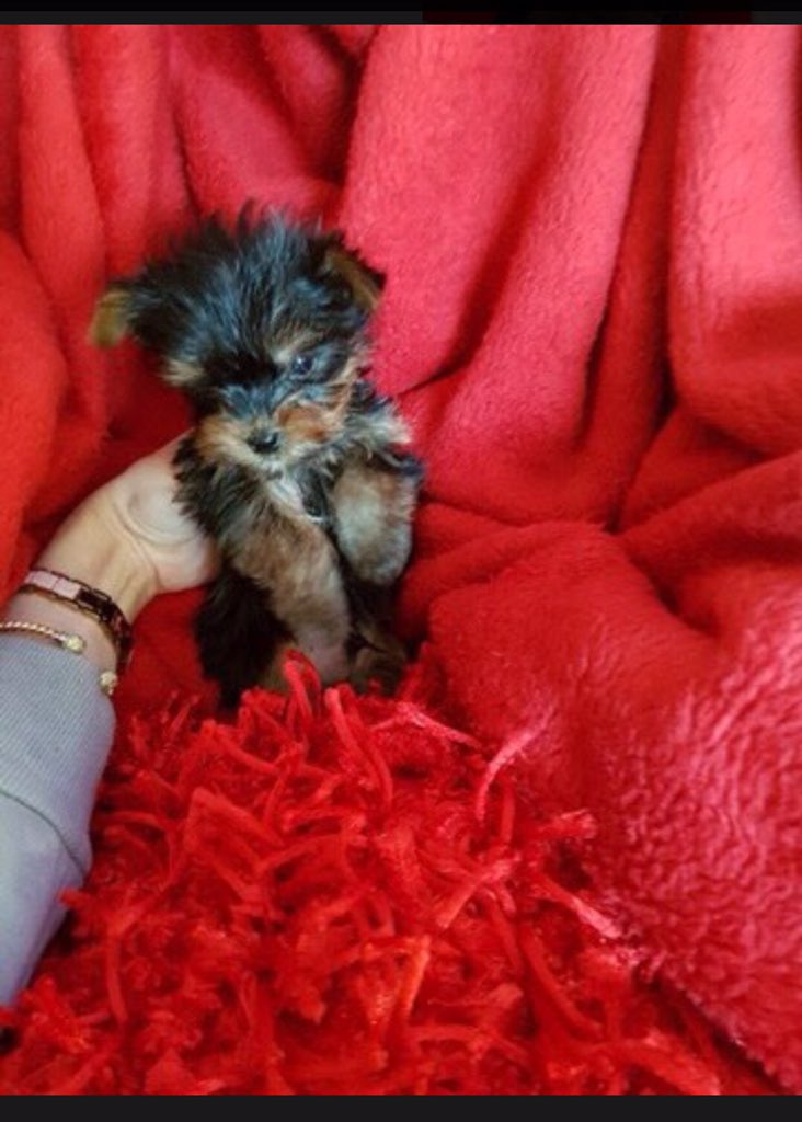 AvailableYorkie's tweet photo. ❣️❣️.
#yorkiesofig #yorkiepoos #yorkiesareawesome #yorkiesofinsta #bestyorkies #yorkiesofnyc #yorkiesworld #yorkiestalent #yorkieshireterrier #yorkiesofficial #yorkieswag #yorkiestyle #yorkie #yorkielife #toyyorkie #yorkietoy #yorkie_corner #yorkie_fan_club #yorkie_forever_ https://t.co/O1j3EplHFD