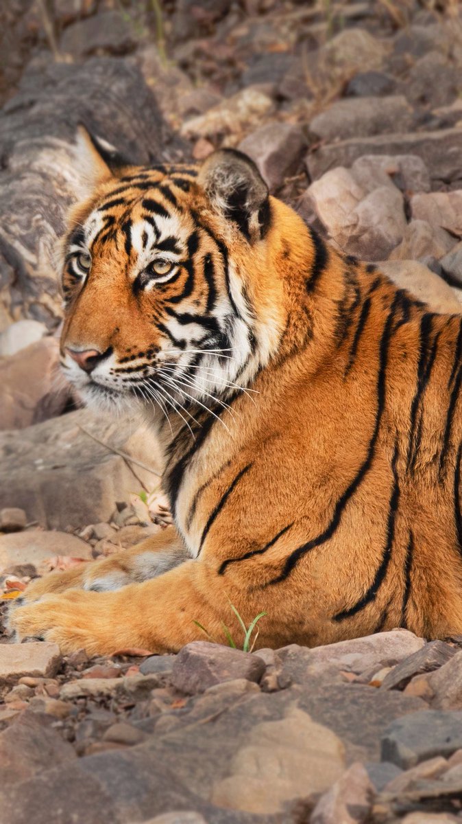 Wallpaper 6: a young watchful tiger from Ranthambhore. L: desktopR: mobile phone  #WallpaperWednesday  #InternationalTigerDay