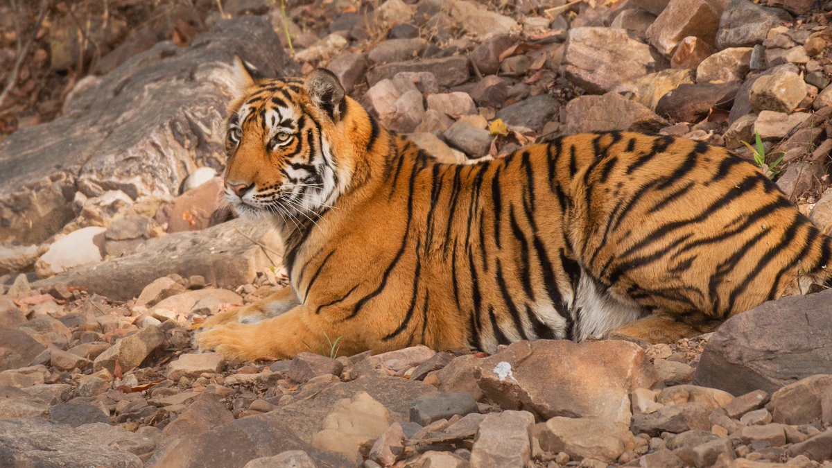 Wallpaper 6: a young watchful tiger from Ranthambhore. L: desktopR: mobile phone  #WallpaperWednesday  #InternationalTigerDay