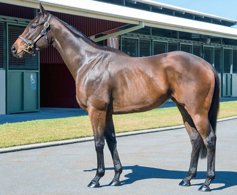 Dynamic_WONIT's tweet photo. Thrilled to have purchased 3 targeted race fillies on Day3 @mmsnippets @GooreeStud Estate of Eduardo Cojuangco Sale:
💥678 SMART SUCCESS 3yo $45k🏇
💥679 TOO MUCH CLASS 2yo $55k🏇
💥683 DOMINANT LADY 2yo $45k🏇 #provenability #quality #cityclass #upside #stablemail #topvalue✔️ https://t.co/npr5lAa1Rc