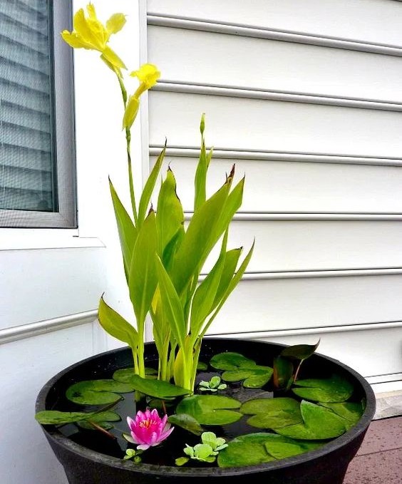 LandscapeEvent's tweet photo. Lovely pond plants
#WaterfeatureWednesday #PondPlants #garden https://t.co/TTKiVdNdMn