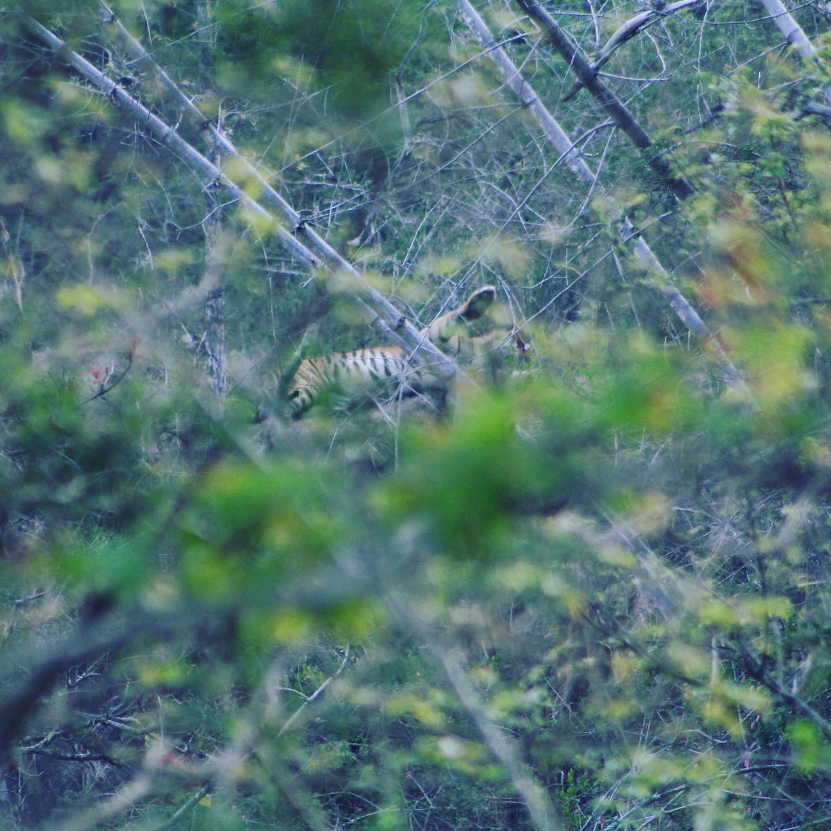 It being International Tiger Day today, I'm drawn back to the time I spotted a tiger for the first time. It was in Bandipur, a few years ago on a day that I thought would be as ordinary as any other, at the reserve- with the eager excitement to spot the elusive cat but...
