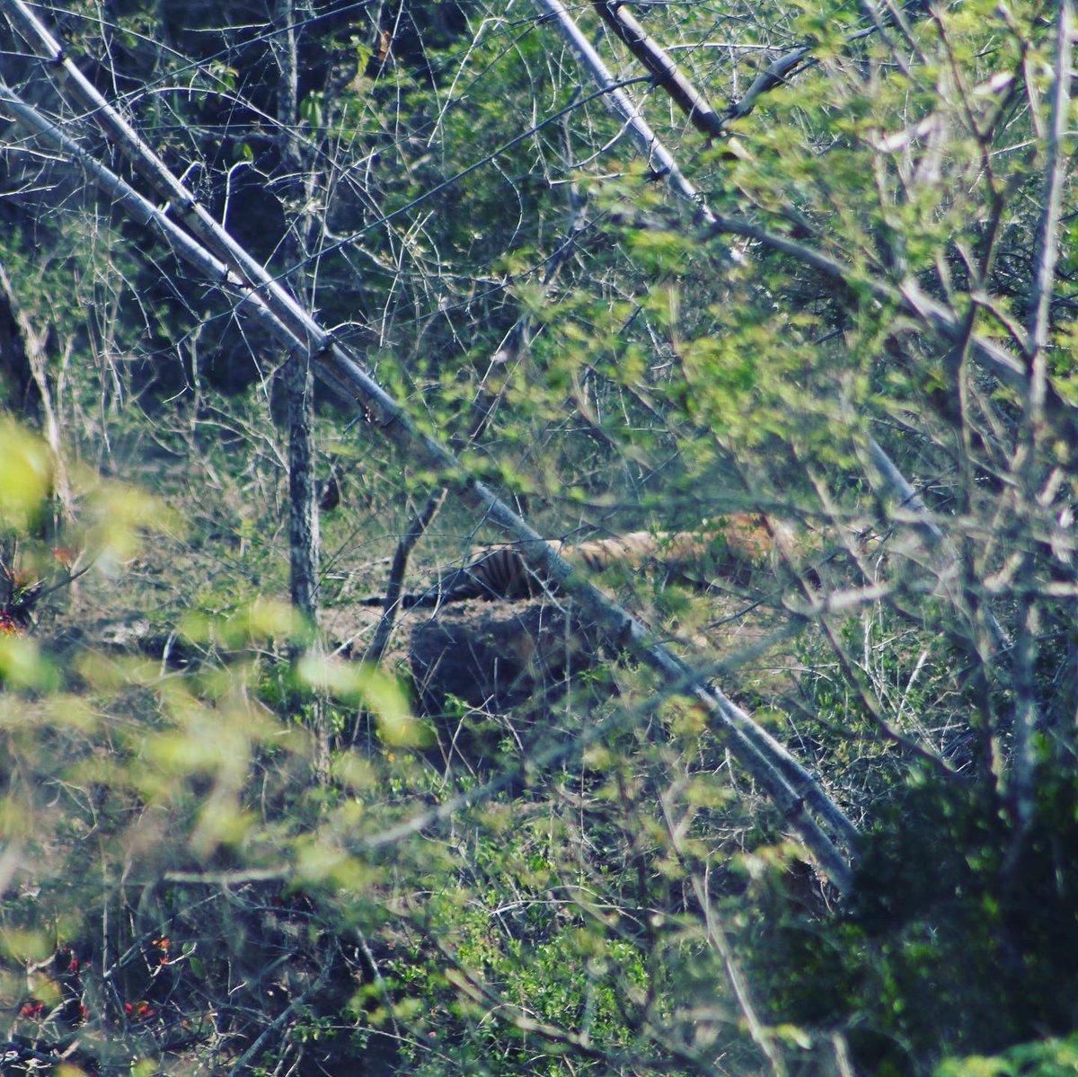 It being International Tiger Day today, I'm drawn back to the time I spotted a tiger for the first time. It was in Bandipur, a few years ago on a day that I thought would be as ordinary as any other, at the reserve- with the eager excitement to spot the elusive cat but...